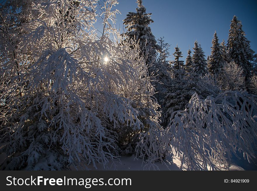 Sky, Cloud, Branch, Twig, Snow, Larch