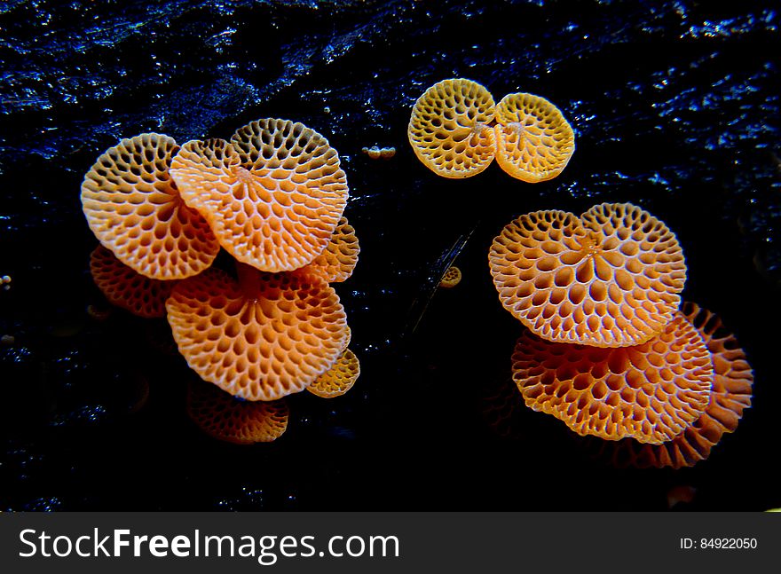 Orange Pore Fungus &x28;Favolaschia Calocera, Marasmiaceae&x29;