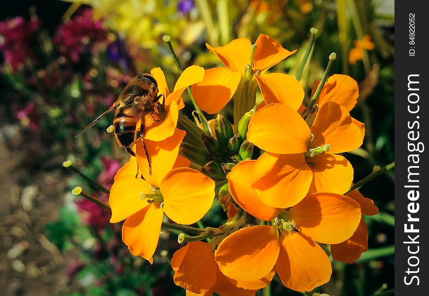 Western Wallflower With A Bee