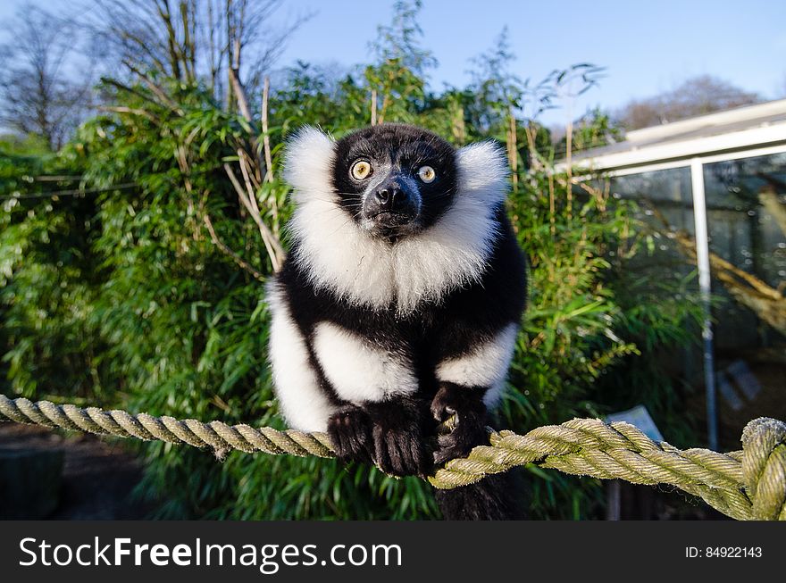 Black and white Ruffed Lemur