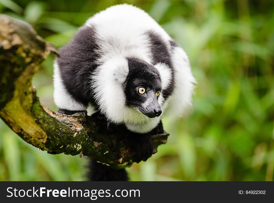 Black And White Ruffed Lemur