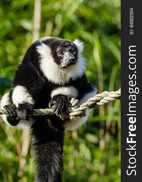 Black and white Ruffed Lemur