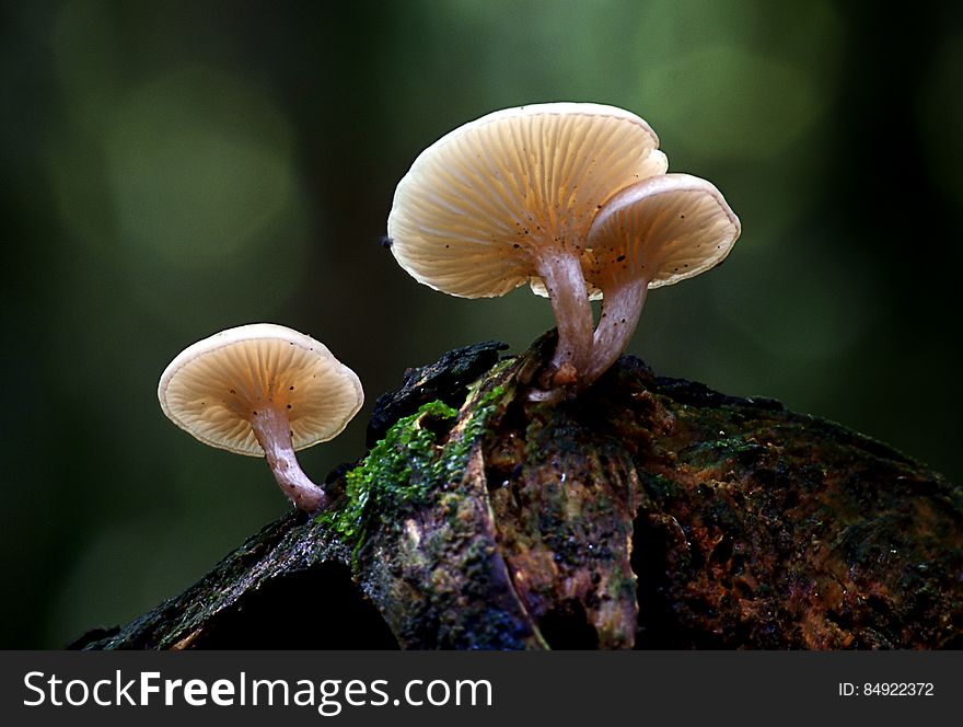 Close up of mushrooms growing on old wood in green forest. Close up of mushrooms growing on old wood in green forest.