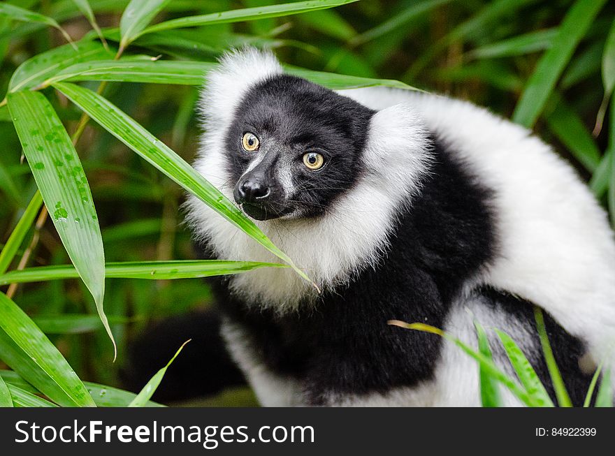 Black and white Ruffed Lemur