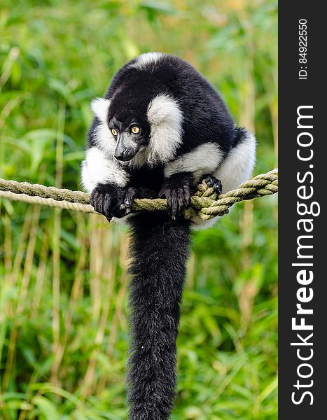 Black And White Ruffed Lemur