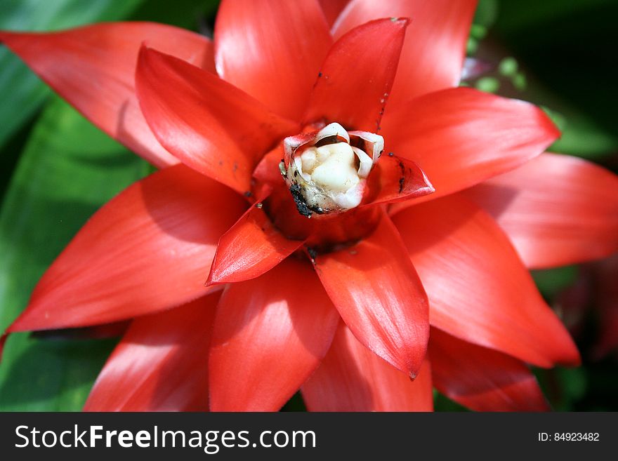 Red Flower