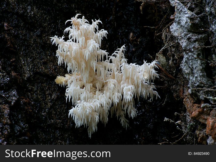 Description The coral tooth fungus &#x28;Hericium coralloides&#x29; has been described as our most beautiful species of fungus. It is a member of the group called &#x27;tooth fungi&#x27;, because their fruit bodies produce tooth-like spines These spines serve the same function &#x28;producing spores&#x29; as the more familiar gills found on mushrooms The coral tooth fungus is pale whitish in colour, and has branches from which long, fine spines hang down like icicles. When young, the species has a more &#x27;knobbly&#x27; appearance and is said to resemble a coral. Description The coral tooth fungus &#x28;Hericium coralloides&#x29; has been described as our most beautiful species of fungus. It is a member of the group called &#x27;tooth fungi&#x27;, because their fruit bodies produce tooth-like spines These spines serve the same function &#x28;producing spores&#x29; as the more familiar gills found on mushrooms The coral tooth fungus is pale whitish in colour, and has branches from which long, fine spines hang down like icicles. When young, the species has a more &#x27;knobbly&#x27; appearance and is said to resemble a coral.