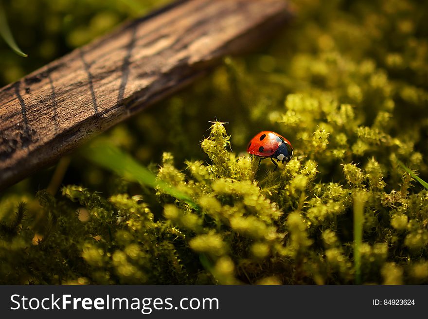 Ladybird Beetle