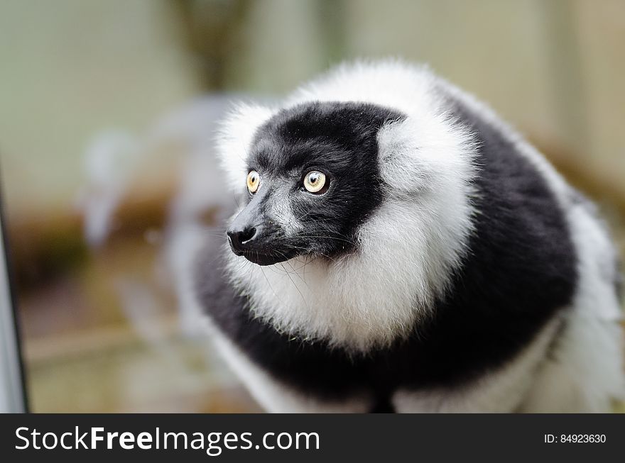 Black And White Ruffed Lemur