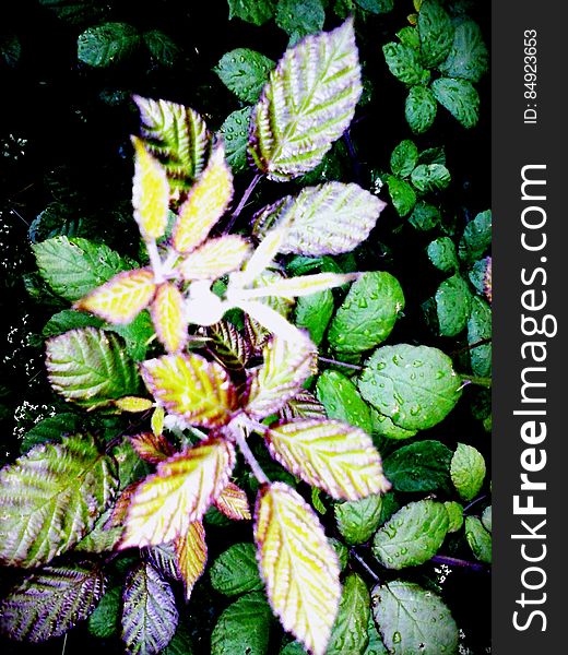 Close up of leaves with raindrops in sunny garden. Close up of leaves with raindrops in sunny garden.