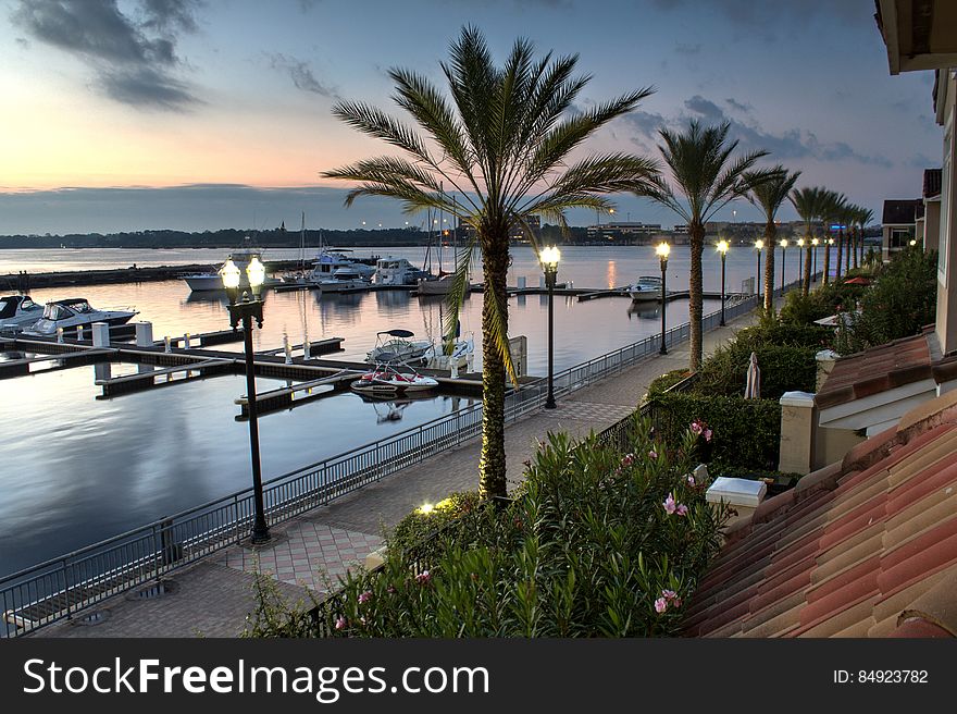 Palm Trees by Piers