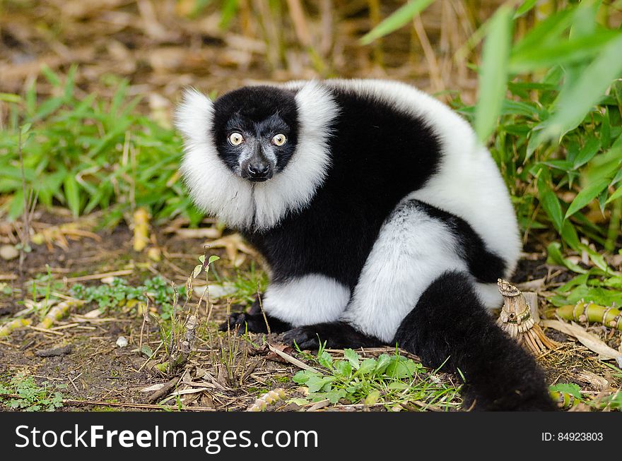 Black and white Ruffed Lemur