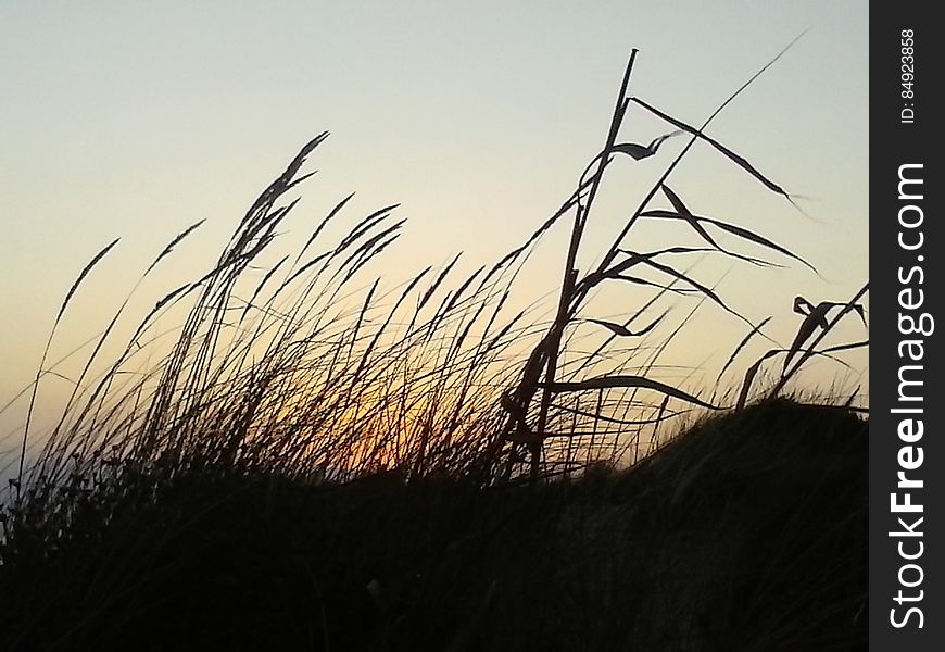 Grasses In Field At Sunset