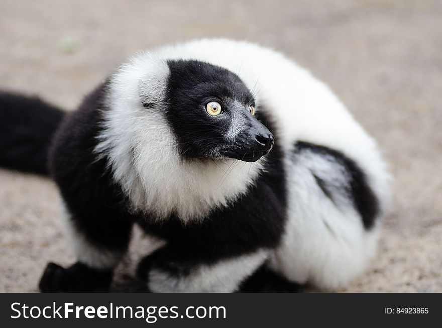 Black And White Ruffed Lemur