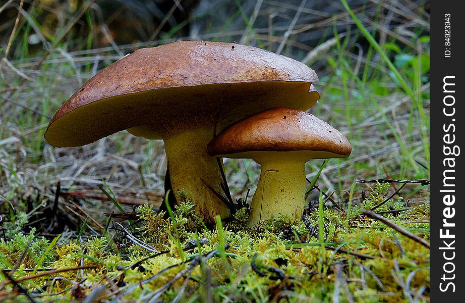 Boletes Boletus, Leccinum, Suillus If there is a universally popular wild mushroom, it may be Boletus edulis. The French refer to them affectionately as cèpes, the Germans glorify them as Steinpilz, and the Italians are wild about their porcini, meaning piglets &#x28;pigs compete for them&#x29;. The Swedish refer to their treasures as stensopp. In Poland, borowik are canned and sold in the market. The Russians claim byelii-greeb sustained them during wartime when other food was not available. In this country, B. edulis is sometimes called &#x22;king bolete.&#x22;. Boletes Boletus, Leccinum, Suillus If there is a universally popular wild mushroom, it may be Boletus edulis. The French refer to them affectionately as cèpes, the Germans glorify them as Steinpilz, and the Italians are wild about their porcini, meaning piglets &#x28;pigs compete for them&#x29;. The Swedish refer to their treasures as stensopp. In Poland, borowik are canned and sold in the market. The Russians claim byelii-greeb sustained them during wartime when other food was not available. In this country, B. edulis is sometimes called &#x22;king bolete.&#x22;