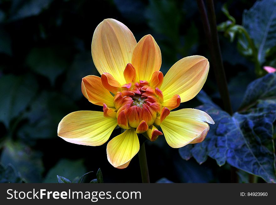 Try to plant in a location that enjoys full sun and remember to water moderately. Keep in mind when planting that Margaret Haggo is thought of as tender, so remember to wait until your soil is warm and the night time temperature is well above freezing before moving outside. Try to plant in a location that enjoys full sun and remember to water moderately. Keep in mind when planting that Margaret Haggo is thought of as tender, so remember to wait until your soil is warm and the night time temperature is well above freezing before moving outside.