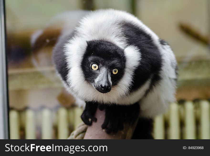 Black And White Ruffed Lemur