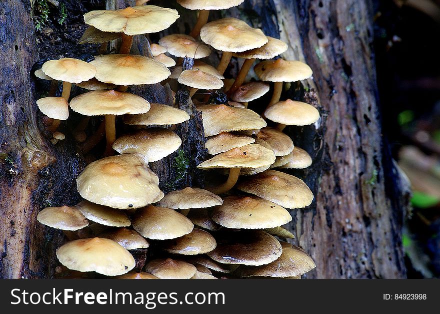 This widely distributed mushroom is fairly common, and is often found fruiting in large, striking clusters on the wood of conifers or hardwoods. When fresh, the clustered caps are bright yellow to greenish yellow--as are the gills and stems. The spore print is purple-brown, and with older specimens you can frequently check this out in the field, due to the clustered growth pattern, by simply lifting a few caps that have covered others. Like many other Hypholoma species, Hypholoma fasciculare is most often found in colder weather. This widely distributed mushroom is fairly common, and is often found fruiting in large, striking clusters on the wood of conifers or hardwoods. When fresh, the clustered caps are bright yellow to greenish yellow--as are the gills and stems. The spore print is purple-brown, and with older specimens you can frequently check this out in the field, due to the clustered growth pattern, by simply lifting a few caps that have covered others. Like many other Hypholoma species, Hypholoma fasciculare is most often found in colder weather.