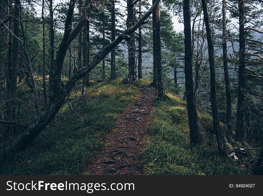 Forest Trail on Mountainside