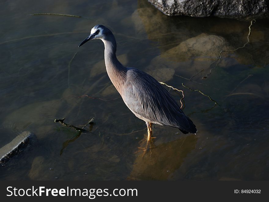 White Faced Heron.