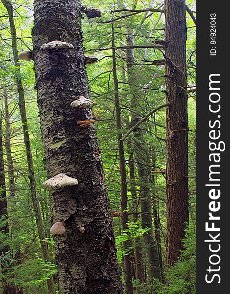 Fungi-covered birch tree on the north slope of Hemlock Mountain, Lycoming County, along the Black Forest Trail in Tiadaghton State Forest. I&#x27;ve licensed this photo as CC0 for release into the public domain. You&#x27;re welcome to download the photo and use it without attribution. Fungi-covered birch tree on the north slope of Hemlock Mountain, Lycoming County, along the Black Forest Trail in Tiadaghton State Forest. I&#x27;ve licensed this photo as CC0 for release into the public domain. You&#x27;re welcome to download the photo and use it without attribution.