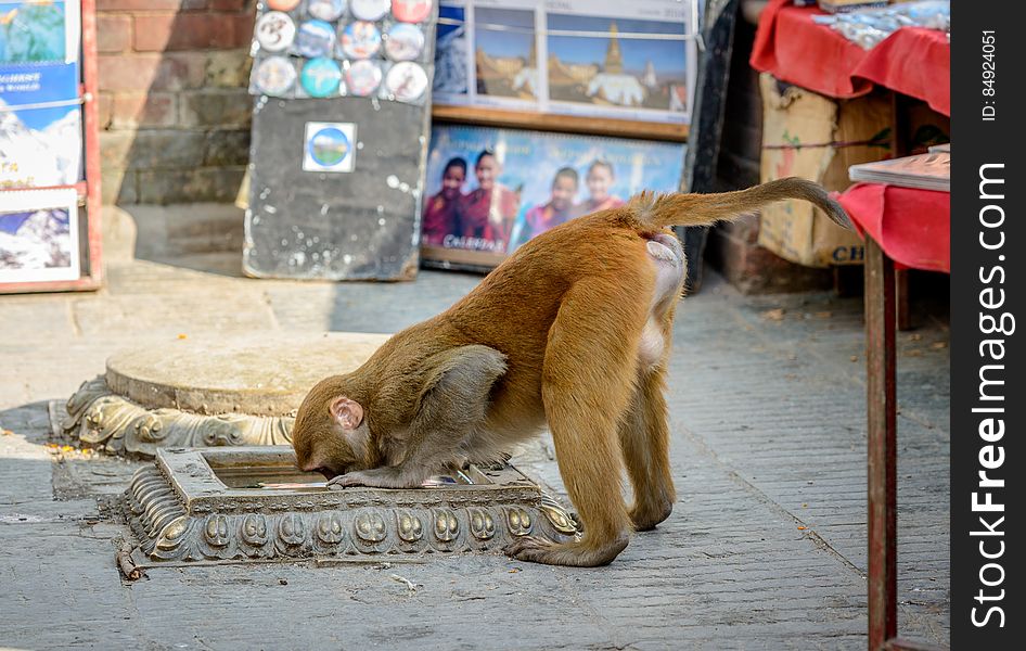 Shot made in Kathmandu &#x28;Nepal&#x29; in Swayambhunath temple &#x28;also called Monkey temple&#x29;. The temple grounds are full of these creatures, which are considered holy and you can really feel who are the masters there. After 365 steep steps, avoiding cheeky monkeys, the hard work pays off and the view over the Kathmandu valley is amazing. Shot made in Kathmandu &#x28;Nepal&#x29; in Swayambhunath temple &#x28;also called Monkey temple&#x29;. The temple grounds are full of these creatures, which are considered holy and you can really feel who are the masters there. After 365 steep steps, avoiding cheeky monkeys, the hard work pays off and the view over the Kathmandu valley is amazing.