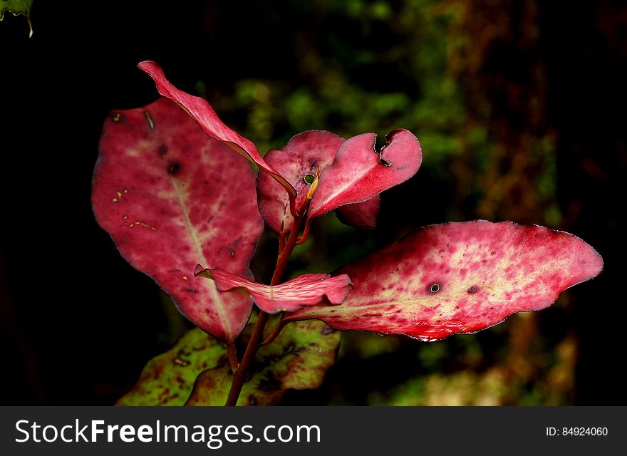 Pepper Tree. New Zealand.