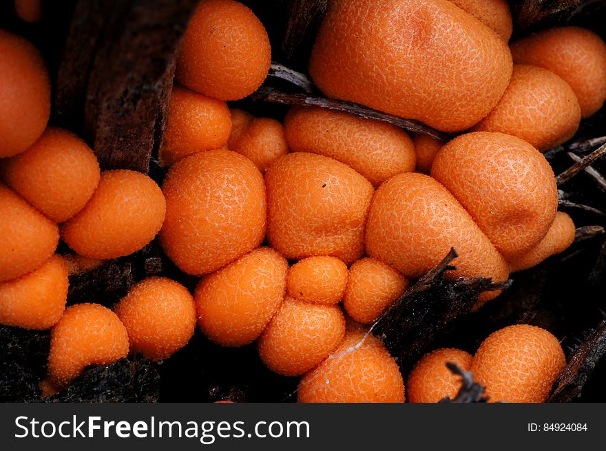 Orange Slime Mould.