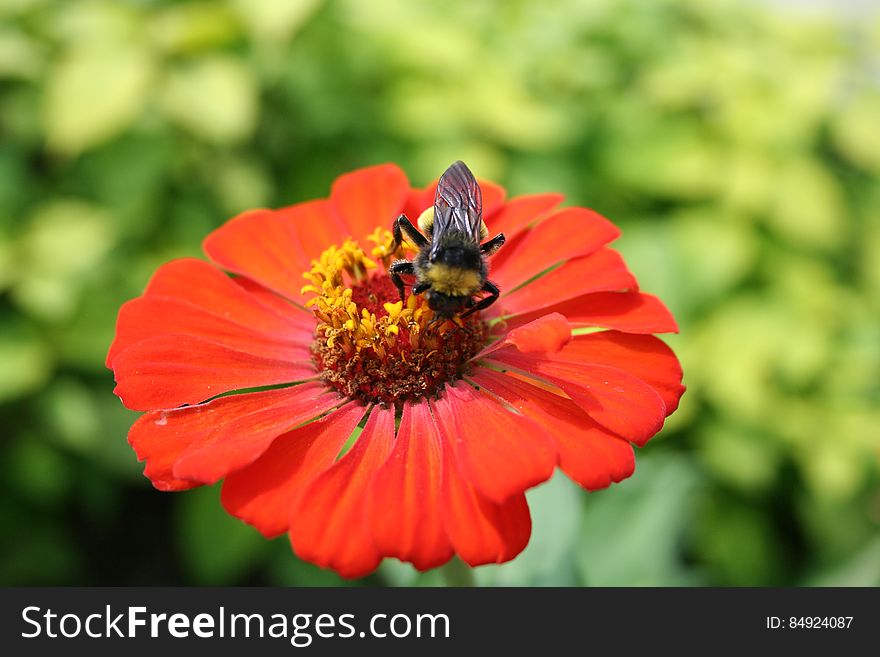 Bee On Flower