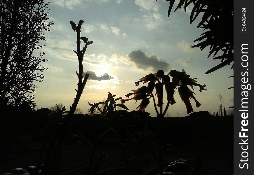 Silhouette Of Plants At Sunset