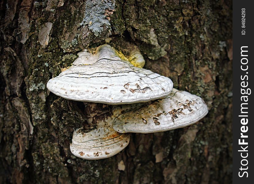 Shelf fungus &#x28;unknown species; possibly a tinder fungus [Fomes fomentarius] or a Ganoderma&#x29; in the forest north of Grass Lake, Monroe County. I&#x27;ve licensed this photo as CC0 for release into the public domain. You&#x27;re welcome to download the photo and use it without attribution. Shelf fungus &#x28;unknown species; possibly a tinder fungus [Fomes fomentarius] or a Ganoderma&#x29; in the forest north of Grass Lake, Monroe County. I&#x27;ve licensed this photo as CC0 for release into the public domain. You&#x27;re welcome to download the photo and use it without attribution.