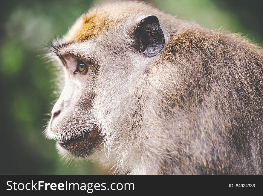 animal-wilderness-zoo-monkey