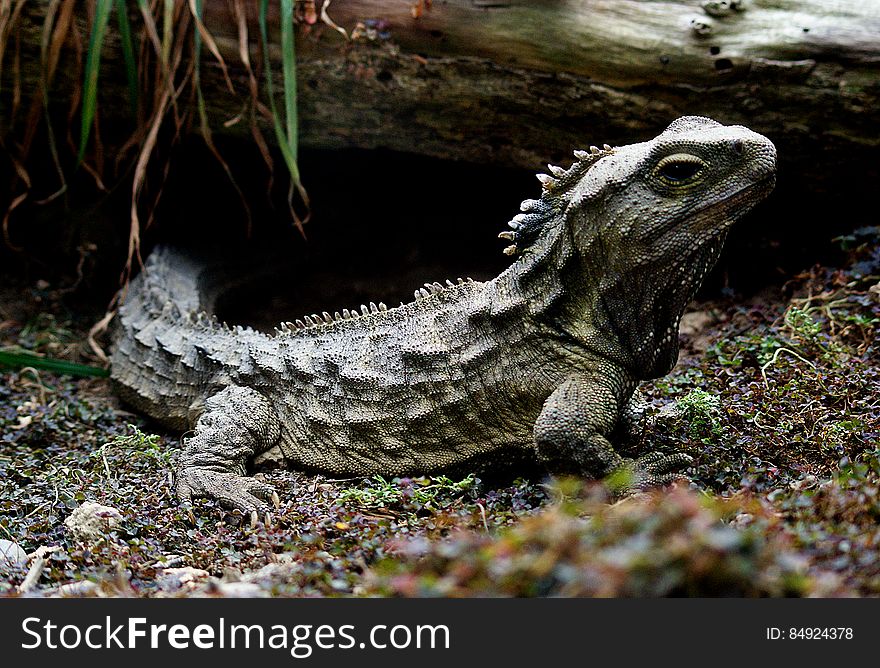 They are the only surviving members of the order Sphenodontia, which was well represented by many species during the age of the dinosaurs, some 200 million years ago. All species exept for the tuatara declined and eventually became extinct about 60 million years ago. Tuatara are therefore of huge international interest to biologists. They are recognised internationally and within New Zealand as species in need of active conservation management. They are the only surviving members of the order Sphenodontia, which was well represented by many species during the age of the dinosaurs, some 200 million years ago. All species exept for the tuatara declined and eventually became extinct about 60 million years ago. Tuatara are therefore of huge international interest to biologists. They are recognised internationally and within New Zealand as species in need of active conservation management.