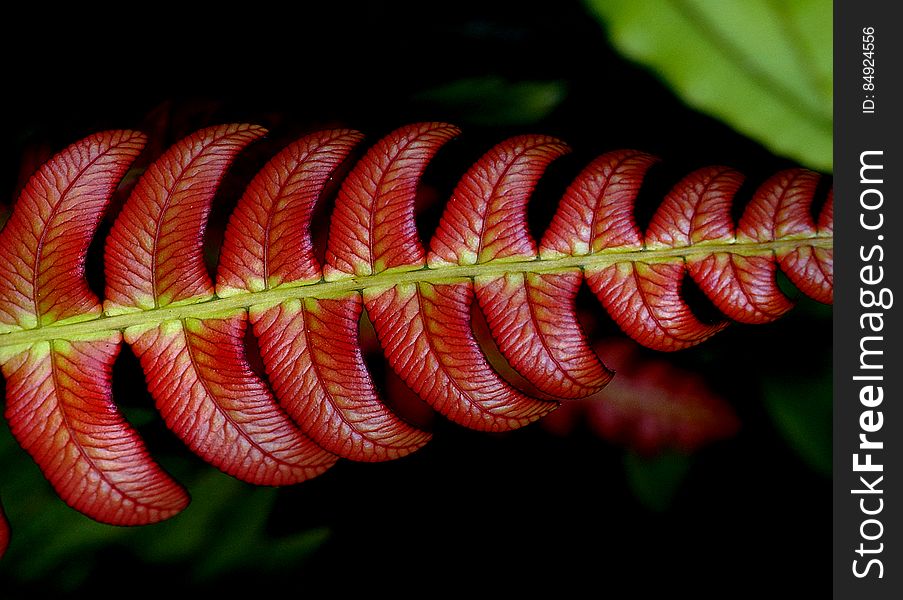 Blechnum novae-zelandiae, commonly known as palm-leaf fern or kiokio, is a species of fern found in New Zealand. It can often be found growing in clay soil on embankments and roadsides The red colouring in the leaves is a chemical called anthocyanin. It lives in soft young leaves and is like a sunscreen for plants! It helps with photosynthesis, where the plant uses the sunâ€™s energy to feed itself. As the leaves get older and harden up, they will replace the anthocyanin with chlorophyll which is green and better at using sunshine. Blechnum novae-zelandiae, commonly known as palm-leaf fern or kiokio, is a species of fern found in New Zealand. It can often be found growing in clay soil on embankments and roadsides The red colouring in the leaves is a chemical called anthocyanin. It lives in soft young leaves and is like a sunscreen for plants! It helps with photosynthesis, where the plant uses the sunâ€™s energy to feed itself. As the leaves get older and harden up, they will replace the anthocyanin with chlorophyll which is green and better at using sunshine.