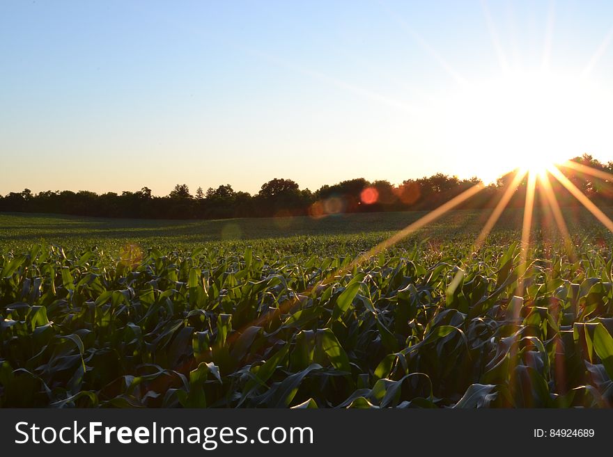 Sun Shining Over a Green Corn Field