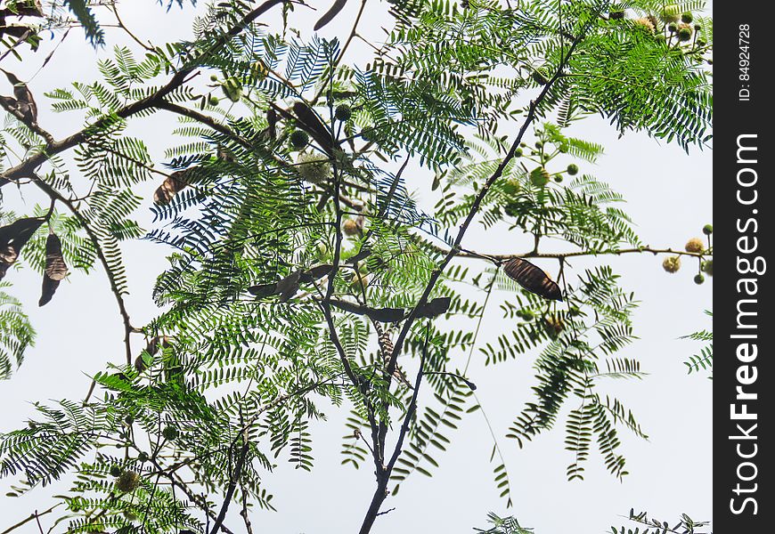 Tree With Green Leaves