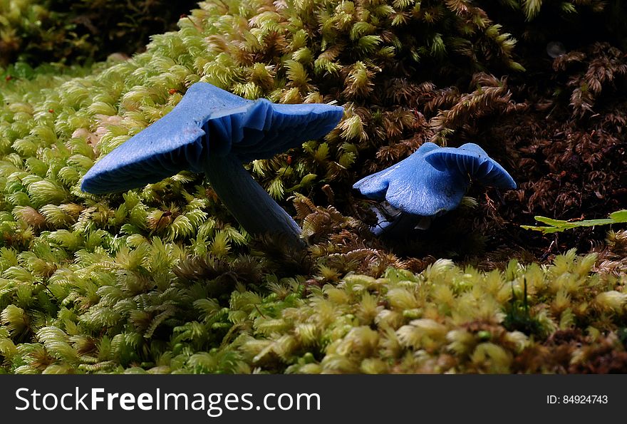 This is the iconic blue fungi of New Zealand the species can very from very bright blue to a the dull blue to almost gray in colour. Pileus 35-50 mm, broadly conical to conica, edges inturnedl. light blue to dark blue some times fadding at the top. Ecologye: Scattered; saprobic on soil among litter in broadleaved-conifer forests and Nothofagus Forests. Common name: None Found: Native Forest Substrate: Forest floor Spore: PinkHeight: 80 mm Width: 30 mm Season: Autumn Edible: No. This is the iconic blue fungi of New Zealand the species can very from very bright blue to a the dull blue to almost gray in colour. Pileus 35-50 mm, broadly conical to conica, edges inturnedl. light blue to dark blue some times fadding at the top. Ecologye: Scattered; saprobic on soil among litter in broadleaved-conifer forests and Nothofagus Forests. Common name: None Found: Native Forest Substrate: Forest floor Spore: PinkHeight: 80 mm Width: 30 mm Season: Autumn Edible: No