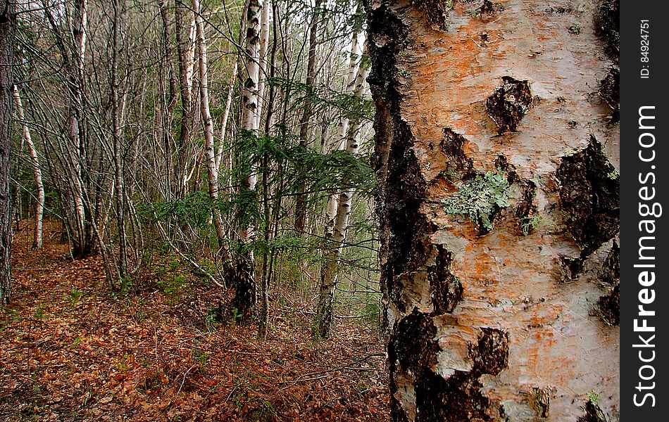 Betula pendula &#x28;silver birch&#x29; is a species of tree in the family Betulaceae, native to Europe, though in southern Europe it is only found at higher altitudes.[citation needed] Its range extends into southwest Asia in the mountains of northern Turkey and the Caucasus. Betula pendula &#x28;silver birch&#x29; is a species of tree in the family Betulaceae, native to Europe, though in southern Europe it is only found at higher altitudes.[citation needed] Its range extends into southwest Asia in the mountains of northern Turkey and the Caucasus.