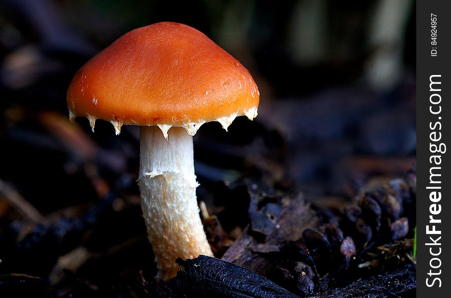 Leratiomyces ceres, commonly known as the Redlead Roundhead, is mushroom which has a bright red to orange cap and dark purple-brown spore deposit.
