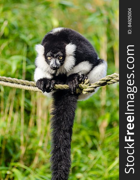 Black and white Ruffed Lemur