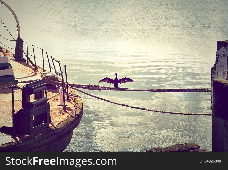 Bird With Outstretched Wings On Coiled Rope