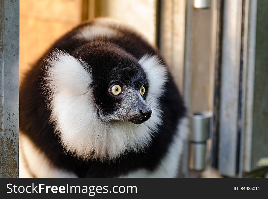 Black And White Ruffed Lemur