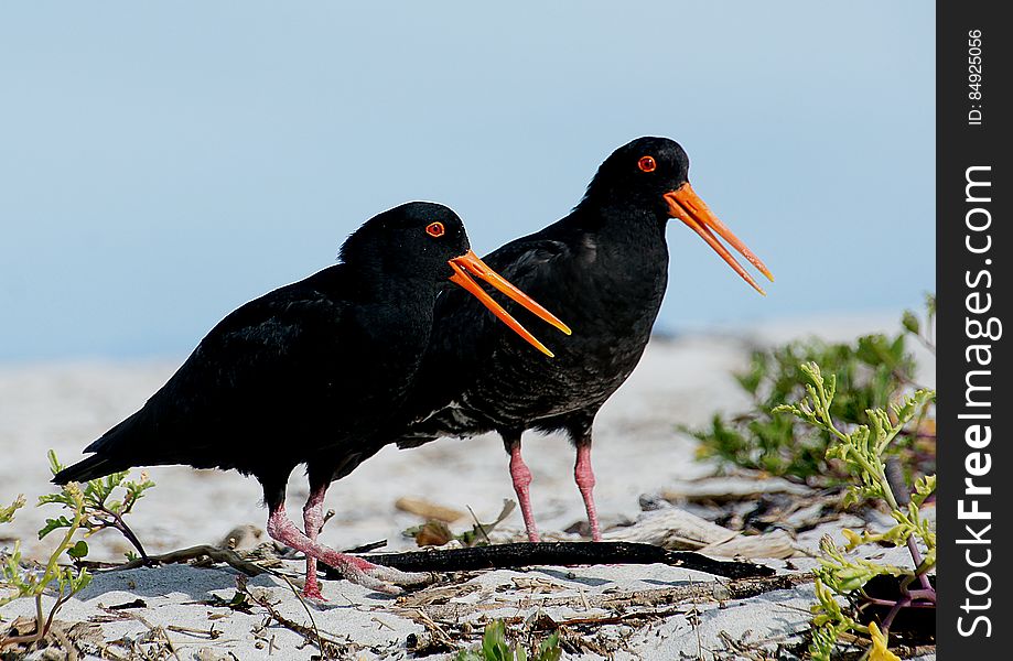 The variable oystercatcher is a familiar stocky coastal bird with a long, bright orange bill, found around much of New Zealand. They are often seen in pairs probing busily for shellfish along beaches or in estuaries. Previously shot for food, variable oystercatchers probably reached low numbers before being protected in 1922, since when numbers have increased rapidly. They are long-lived, with some birds reaching 30+ years of age. The variable oystercatcher is a familiar stocky coastal bird with a long, bright orange bill, found around much of New Zealand. They are often seen in pairs probing busily for shellfish along beaches or in estuaries. Previously shot for food, variable oystercatchers probably reached low numbers before being protected in 1922, since when numbers have increased rapidly. They are long-lived, with some birds reaching 30+ years of age