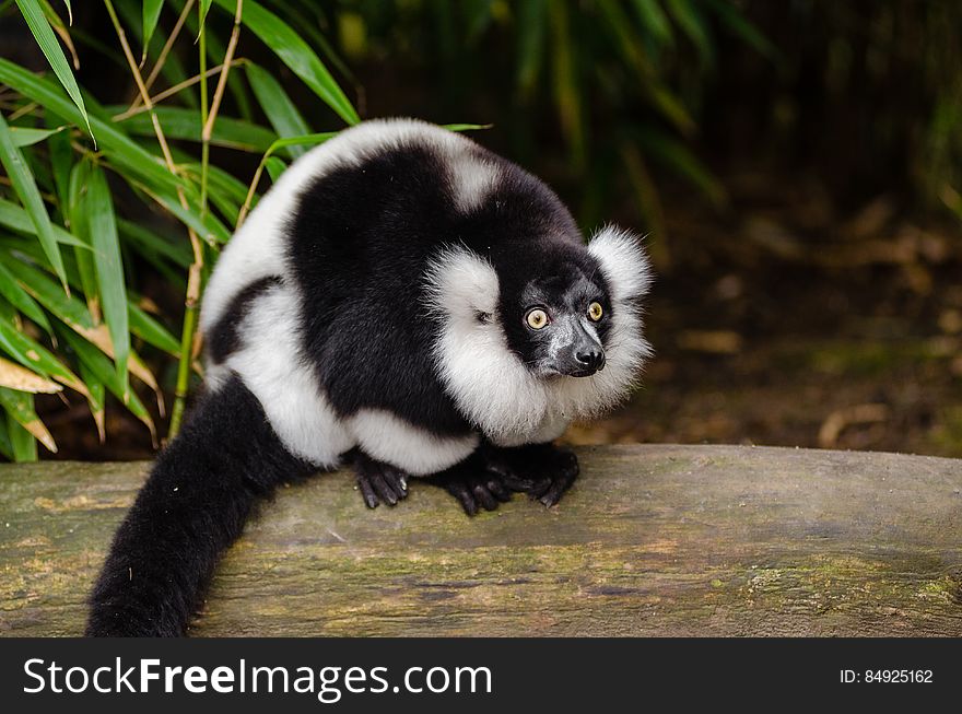 Black And White Ruffed Lemur