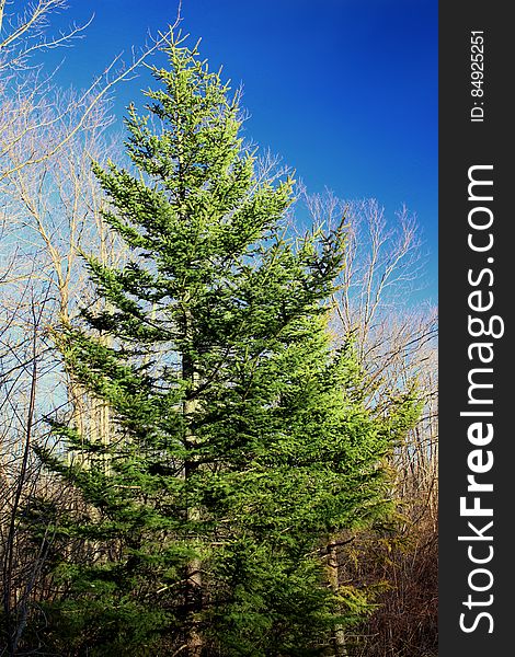 Black spruce &#x28;Picea mariana&#x29;, Monroe County, within Gouldsboro State Park. In Pennsylvania, black spruce grows mostly in the glaciated Allegheny Plateau region of the state&#x27;s northern tier. High-elevation wetlands, such as those at Gouldsboro and Tobyhanna State Parks, form an ideal habitat. I&#x27;ve licensed this photo as CC0 for release into the public domain. You&#x27;re welcome to download the photo and use it without attribution. Black spruce &#x28;Picea mariana&#x29;, Monroe County, within Gouldsboro State Park. In Pennsylvania, black spruce grows mostly in the glaciated Allegheny Plateau region of the state&#x27;s northern tier. High-elevation wetlands, such as those at Gouldsboro and Tobyhanna State Parks, form an ideal habitat. I&#x27;ve licensed this photo as CC0 for release into the public domain. You&#x27;re welcome to download the photo and use it without attribution.