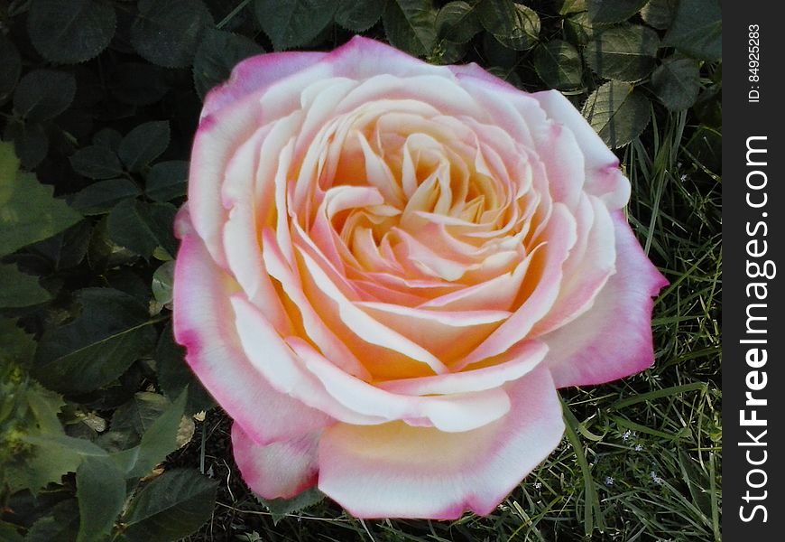 Flower, Plant, Petal, Hybrid Tea Rose