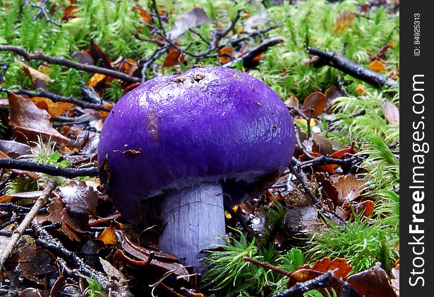 Cortinarius porphyroideus, commonly known as purple pouch fungus, is a secotioid species of fungus found in Australia and in beech forests of New Zealand. It was one of six species that appeared as part of a series depicting native New Zealand fungi on stamps, released in 2002. Common name: Violet Pouch Fungus. Found: Nothofagus Forest Substrate: Ground Height: 60 mm Width: 30 mm Season: Autumn Edible: No