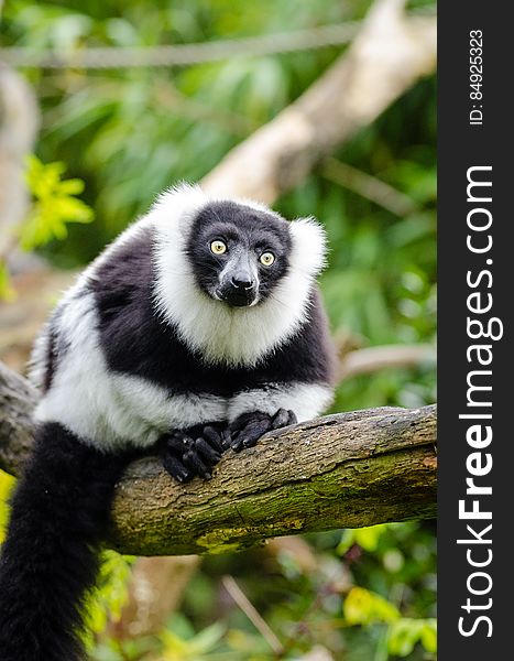 Black And White Ruffed Lemur