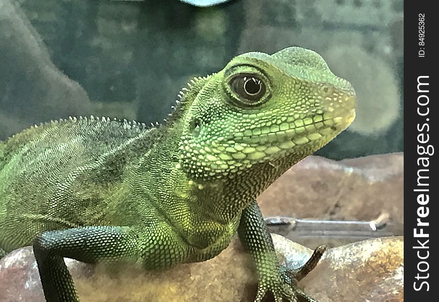Close up profile of green iguana lizard on rocks.