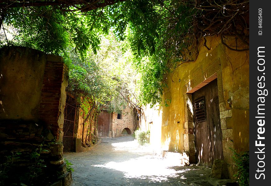 A few streets near where I live are so lovely. They are old and quiet, and taken over by nature &#x28;as well as cats&#x29;. I wouldn&#x27;t mind living there.